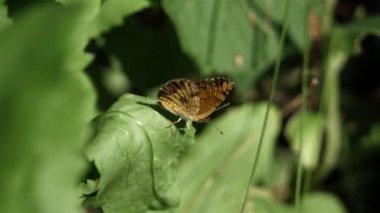 Yeşil yapraklı küçük kelebek.