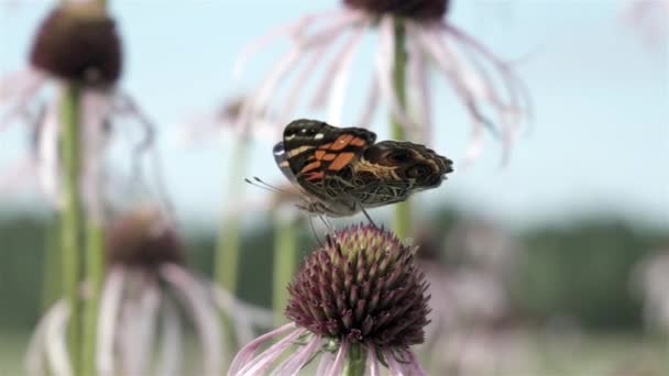 American Lady Sondeo Mariposa Para Néctar — Vídeos de Stock