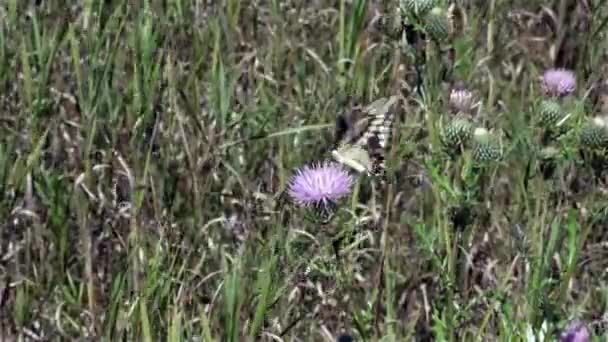 Zwarte Zwaluwstaart Flits Flutters Terwijl Het Verzamelt Zoete Nectar Drinken — Stockvideo