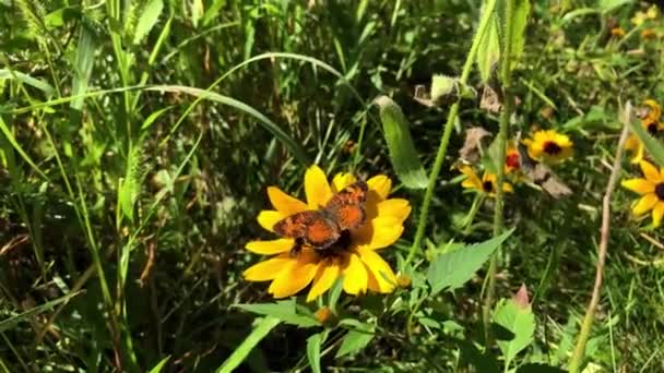 Schmetterling Hebt Nach Etwas Nektar — Stockvideo