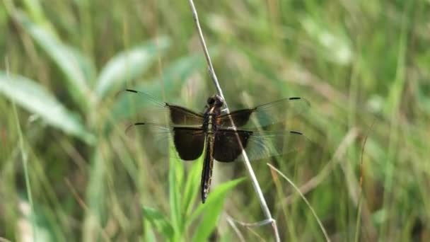 Libellula Appoggiata Sull Erba Della Prateria — Video Stock