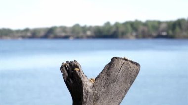 Jay ağır çekimde yere düşer, iki fıstık yutar..
