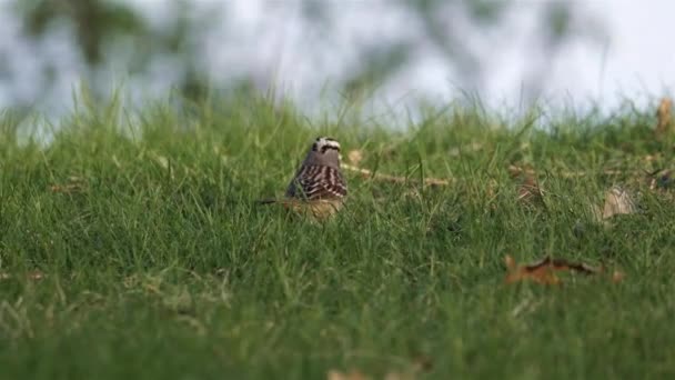 Passero Coronato Bianco Che Mangia Dal Prato — Video Stock