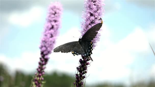 Large Butterfly Slow Motion Getting Nectar Prairie Flower — 비디오