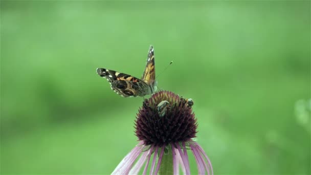 Sonde Farfalla Fiore Nettare — Video Stock