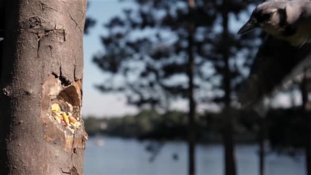Zpomalený Záběr Modré Jay Mávání Při Pokusu Dostat Ořechy — Stock video