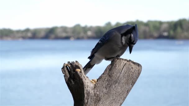 Blue Jay Lands Gulps Four Peanuts Slow Motion — 비디오