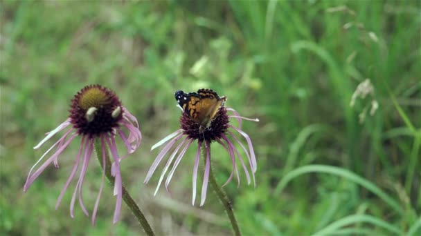 Hübscher Schmetterling Trinkt Nektar Aus Einer Zapfenblume Zeitlupe — Stockvideo