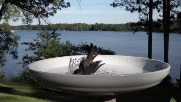 Bird Bathes Bird Bath Flies Away Slow Motion — Stock Video