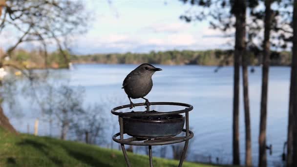 Catbird Startuje Zjedzeniu Galaretki Winogronowej Nad Jeziorem — Wideo stockowe