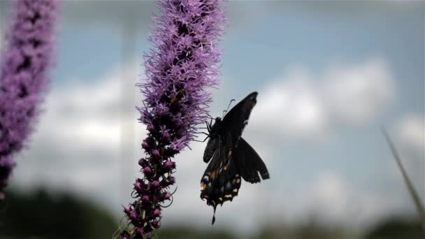 Papillon Hirondelle Noire Obtient Nectar Ralenti — Video