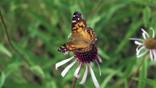 American Lady Butterfly Takes Flower Slow Motion — Stock Video
