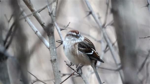 Chipping Sparrow Sways Slow Motion Fall Day — Stock Video