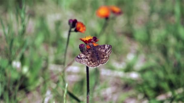 Бабочка Шкипер Получает Нектар Цветов — стоковое видео