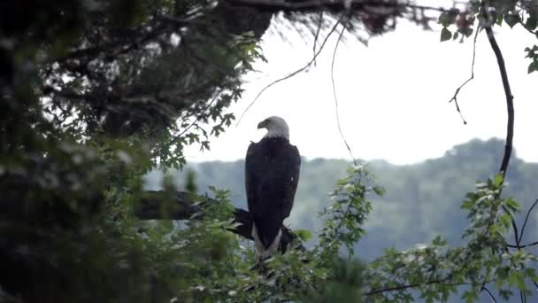 Un oiseau plonge sur un Pygargue à tête blanche assis sur une branche .