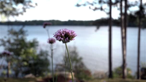 Фіолетові Квіти Повільному Русі Погойдуються Вітрі Біля Озера — стокове відео