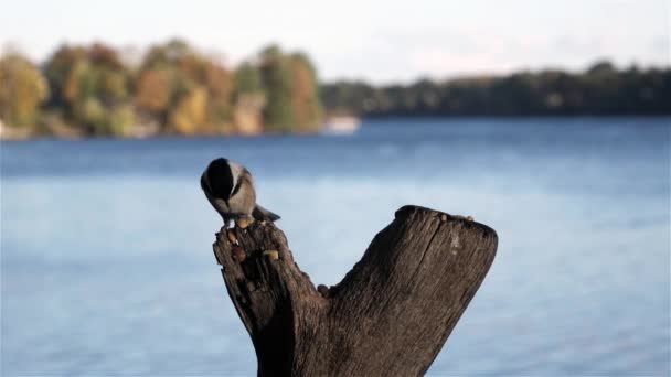 Liten Fågel Får Nötter Medan Bladen Faller Bakgrunden — Stockvideo