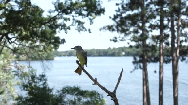 Oiseau Sur Une Branche Penche Tête Curieusement Caméra — Video