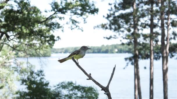 Burung Flycatcher Terbang Menjauh Dari Tempatnya Bertengger — Stok Video