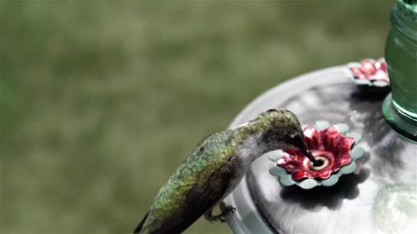 Söt Liten Kolibri Landar För Lång Drink Nektar Sedan Flyger — Stockvideo