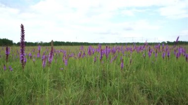 Bozkır çiçeklerinin yavaş çekimde dönüm noktası.