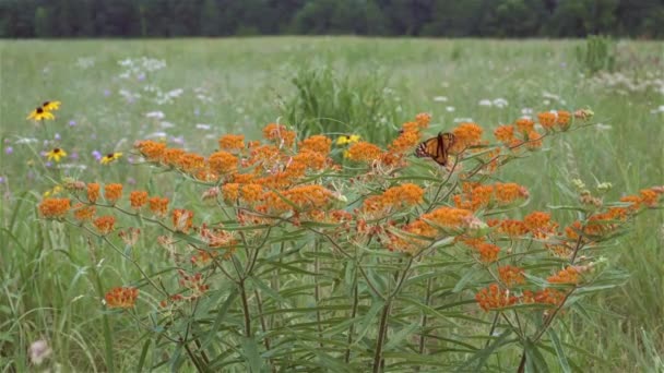 Monarca Cámara Lenta Una Coloridas Flores Pradera — Vídeos de Stock