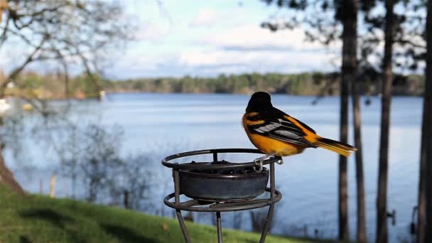 Bonito Pájaro Come Jalea Uva Despega Cámara Lenta — Vídeos de Stock