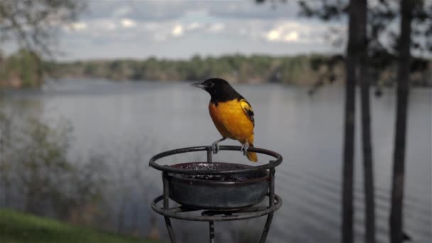 Baltimore Oriole Vzlétá Zpomaleně Podavače — Stock video