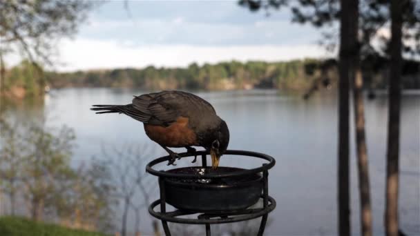 Robin Eats Feeder Flies Away Slow Motion — Stock Video