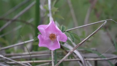 Yavaş çekimde yaban gülü rüzgarda sallanıyor..