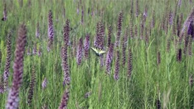 Kırlangıç Kelebeği çiçeğe doğru yavaş çekimde uçar.
