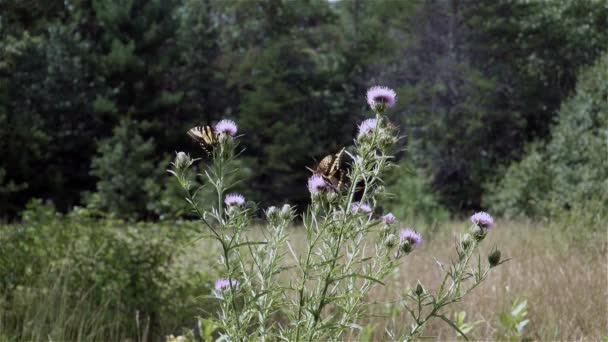 Papillons au ralenti obtenir du nectar de chardon .