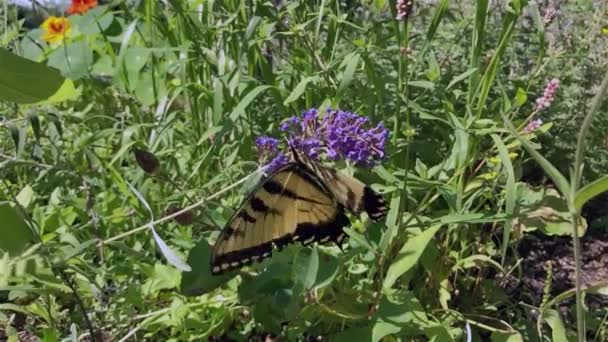 Mariposa Grande Despega Una Flor Cámara Lenta — Vídeo de stock