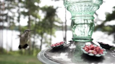 Sinekkuşu nektar yiyiciden içmekte tereddüt eder..