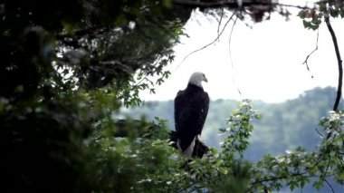 Kuşlar bahçelerinde kel kartaldan hoşlanmazlar..