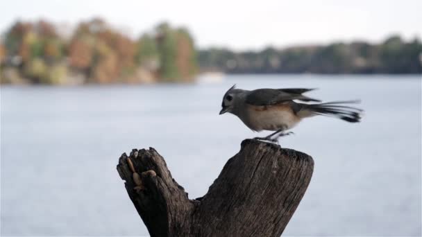 Tufted Titmouse Agarra Cacahuete Cámara Lenta Luego Vuela Por Lago — Vídeos de Stock