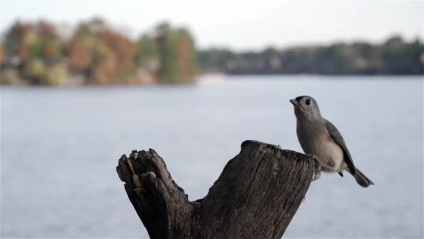 Titmouse Slow Motion Landt Een Zonnebloempitje Grijpen Vliegt Dan Weg — Stockvideo