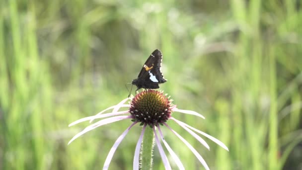Бабочка Шкипер Замедленной Съемке Получает Нектар — стоковое видео