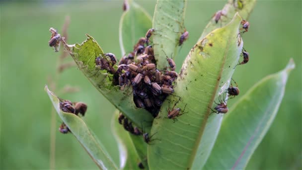 Les Punaises Roses Rampent Lentement Sur Asclépiade — Video