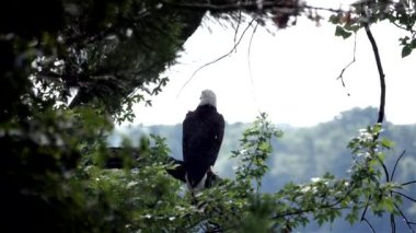 Kel kartal bir dala otururken kuş ona saldırır..