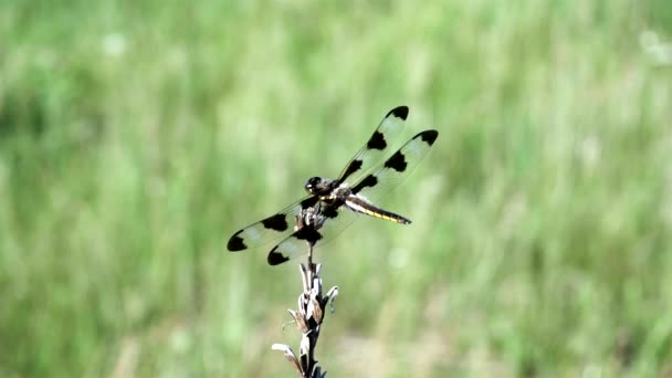 Libélula Balancea Hacia Adelante Hacia Atrás Viento — Vídeos de Stock