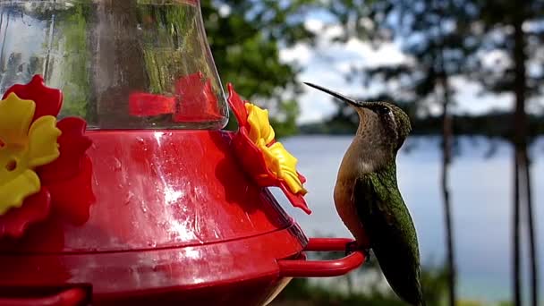 Mignon Minuscule Petit Oiseau Boissons Partir Une Mangeoire — Video