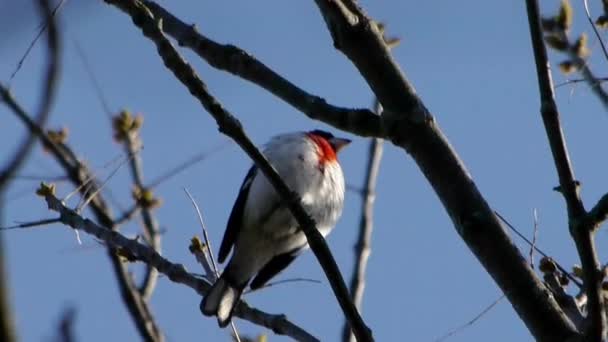 Mooie Zangvogel Die Een Lied Zingt — Stockvideo