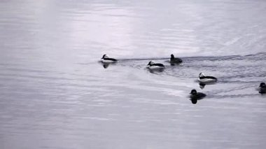 Bufalo ördekler gölün üzerinde yavaşça yüzerler..