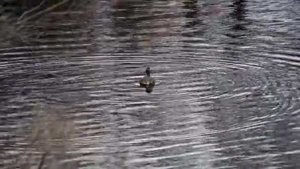 Rohatý Grebe Pádluje Přes Jezero — Stock video