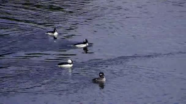 Pato Pareja Nadando Través Lago — Vídeo de stock