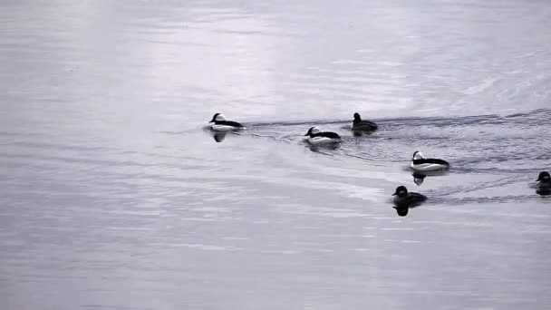 Bufflehead Kaczki Pływać Delikatnie Jeziorze — Wideo stockowe