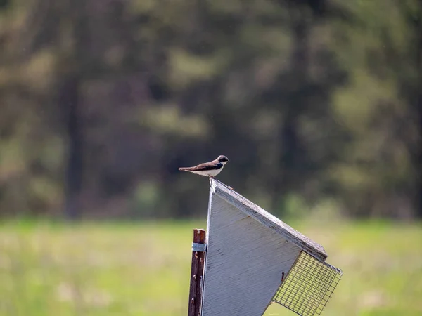 Ласточка Сидящая Птичьей Коробке Летом — стоковое фото
