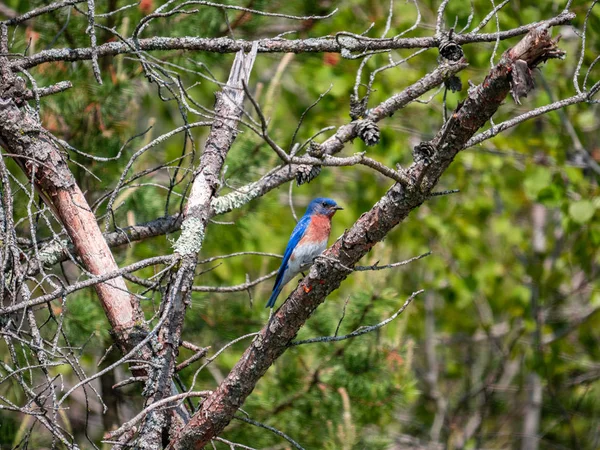 Pretty Bluebird Вдаряє Позу Гілці — стокове фото