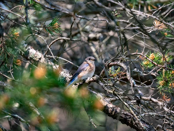 Bluebird Sentado Árbol — Foto de Stock